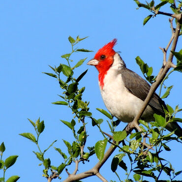 Cardenal reserva ambiental Aguada de los Pájaros en Villa Rumipal