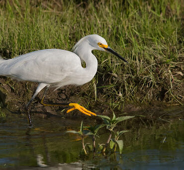 Garcita Blanca reserva ambiental Aguada de los Pájaros en Villa Rumipal