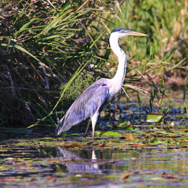 Garza Mora reserva ambiental Aguada de los Pájaros en Villa Rumipal
