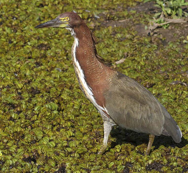 Hoco Colorado reserva ambiental Aguada de los Pájaros en Villa Rumipal