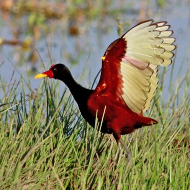 Jacana reserva ambiental Aguada de los Pájaros en Villa Rumipal