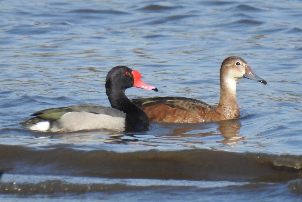 Pareja de patos picazos Villa Rumipal
