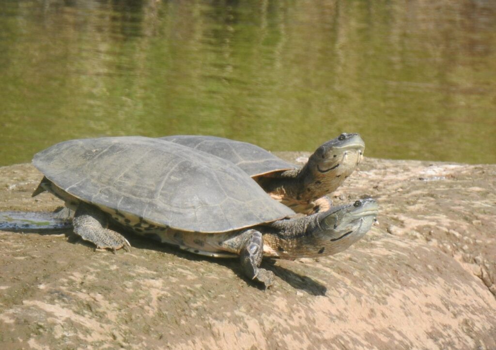 Tortugas de laguna Villa Rumipal